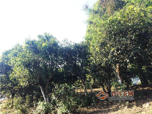 德丰昌说普洱 云南种茶历史摘录，到底人工栽培型古树有多大