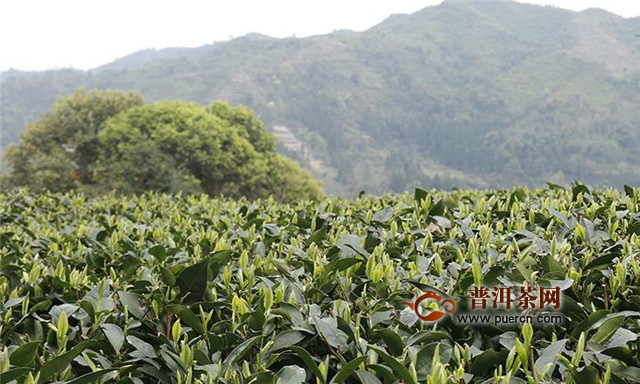 白牡丹白茶的产地，政和、建阳、松溪、福鼎等县市！