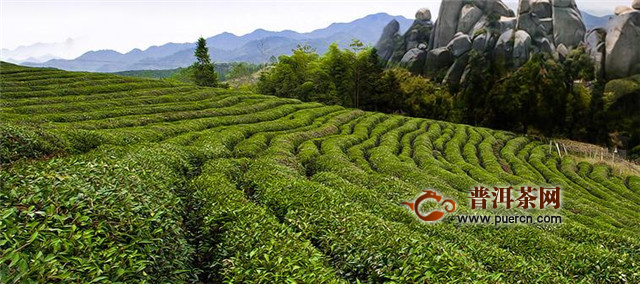 白牡丹白茶的产地，政和、建阳、松溪、福鼎等县市！