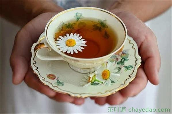 菊苣栀子茶的功效和作用