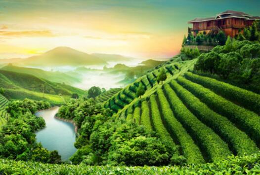 生态茶的功效和作用 生态茶是属于什么茶