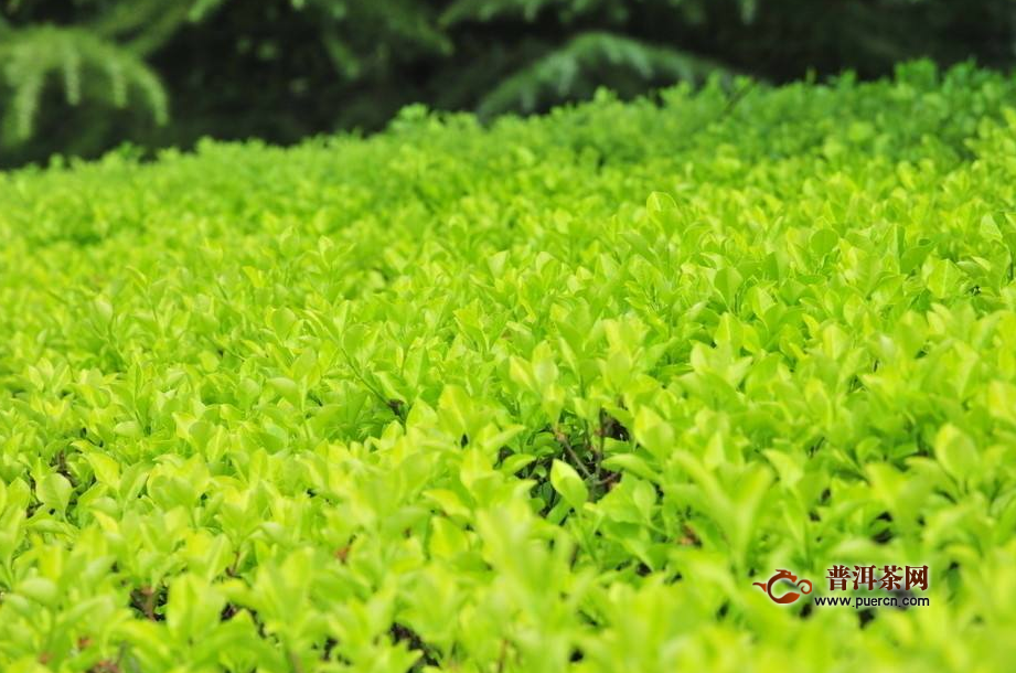 竹叶青茶叶多少钱一斤？竹叶青茶如何鉴别？