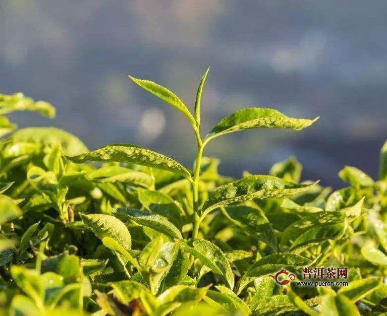 竹叶青茶叶多少钱一斤？竹叶青茶如何鉴别？