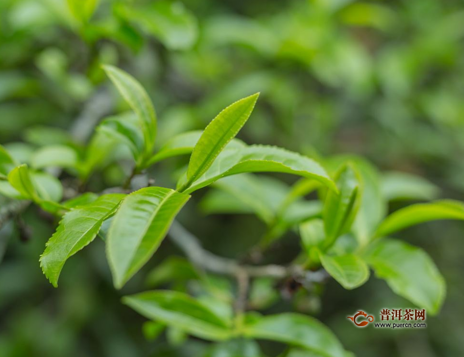 竹叶青茶口味特点，竹叶青茶如何品鉴？