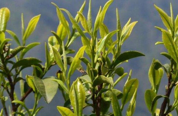 桃花茶有减肥作用吗？