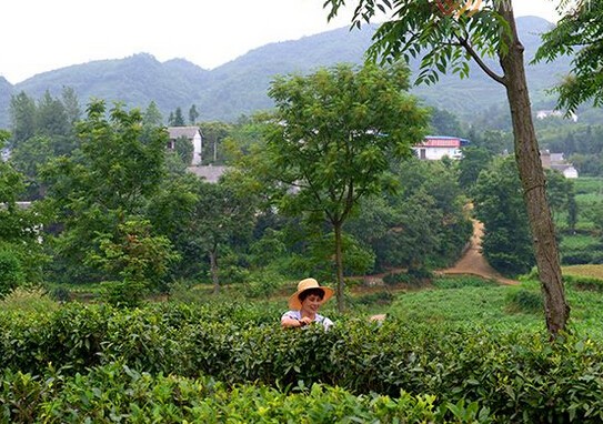 普洱茶和海马宫茶历史文化的区别