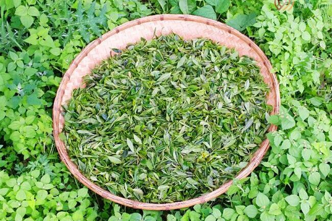 黄茶类的名茶 关于海马宫茶的详细介绍