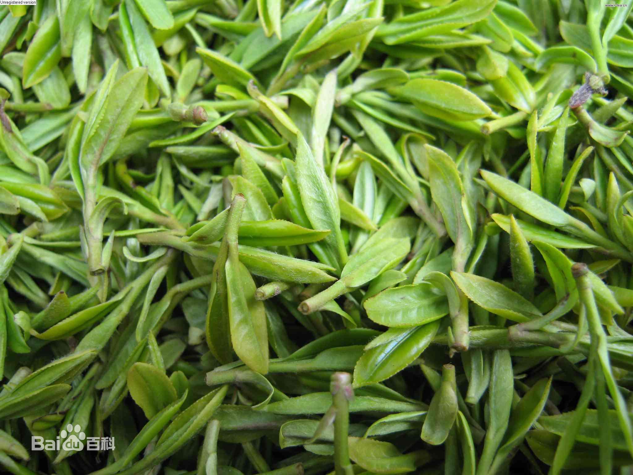 海马宫茶属于什么茶,海马宫茶的功效与作用