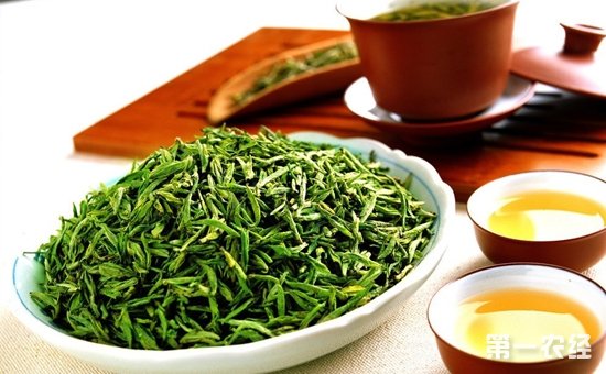 广东大叶青茶的功效作用有哪些？