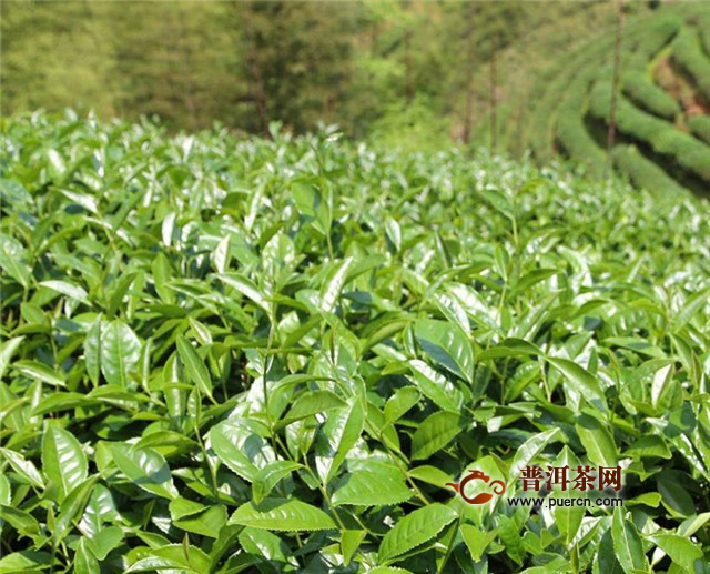 武夷岩茶的栽培与加工制作特点