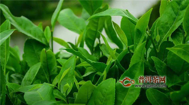 太平猴魁和黄山毛峰都是安徽省的特产绿茶