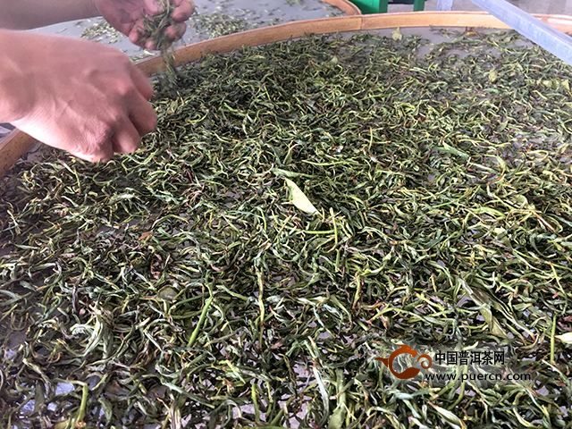 凤凰单丛制茶工艺流程