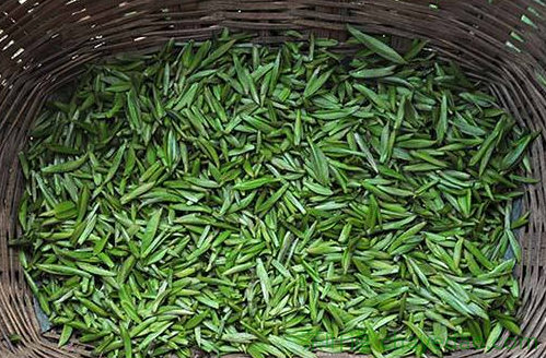 竹叶青茶可以降低血糖吗 竹叶青茶的功效 竹叶青能减肥瘦身吗
