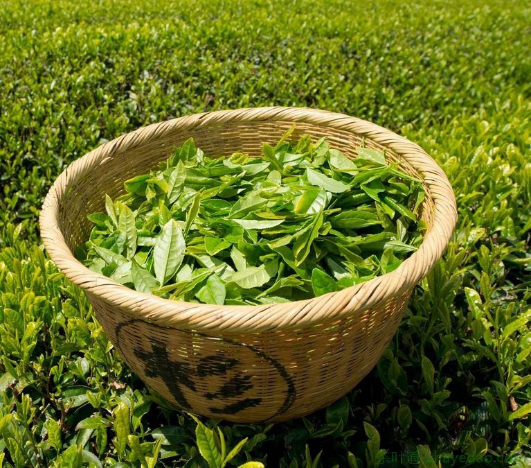 竹叶青茶的功效与作用 感冒的人能喝竹叶青吗