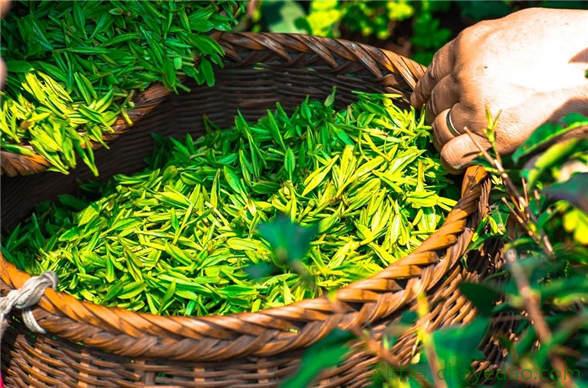 绿茶是怎么做出来的