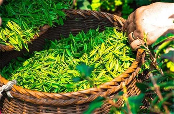 绿茶的保健功效