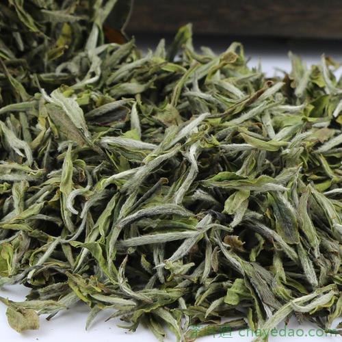 福建的白牡丹茶正常价格是多少钱一斤