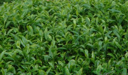 黄山毛峰茶属于什么茶 黄山毛峰的特点 黄山毛峰的质量特征