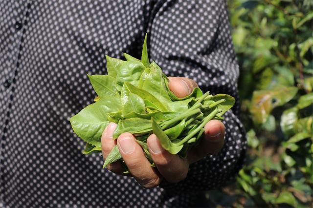 为什么大叶种是最适宜发酵普洱熟茶的品种？