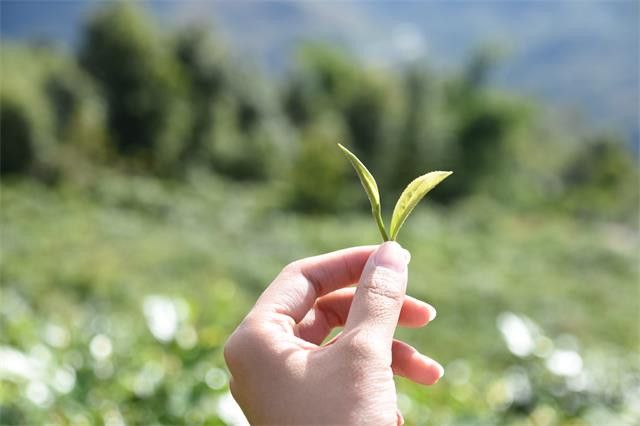 云南大叶种茶树品种