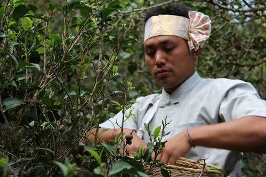 来自茶的“全球重要农业文化遗产”