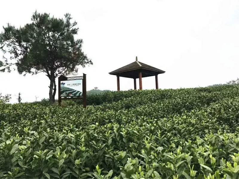 千年平阳：黄茶文化最有辨识度